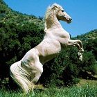 Beyaz At