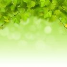 Yeşil Asma Yaprağı