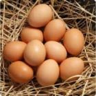 Yumurta Toplamak