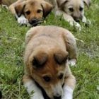 Köpeğe Çarpmak