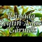 Zeytin Ağacı